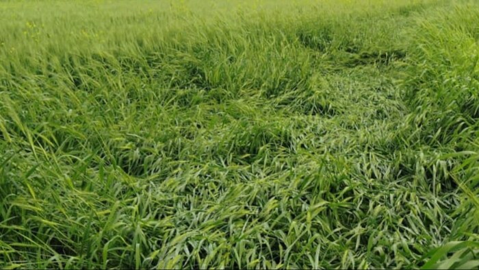 ग्रीन हाइड्रोजन स्टार्टअप के लिए यूपी सरकार देगी 25 लाख रुपए