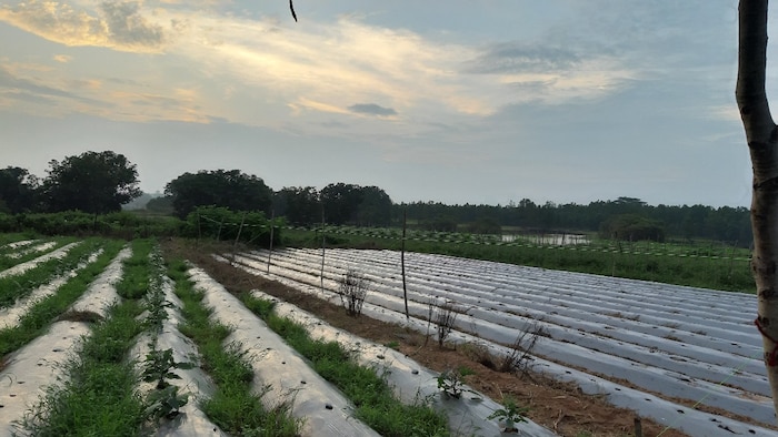 ड्रिप इरिगेशन से बदल रही खूंटी की तस्वीर (सांकेतिक तस्वीर)