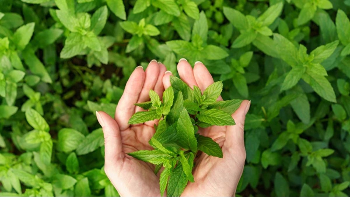 ये हैं तुलसी के फायदे