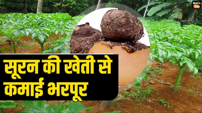 सूरन की खेती से कमाई भरपूर