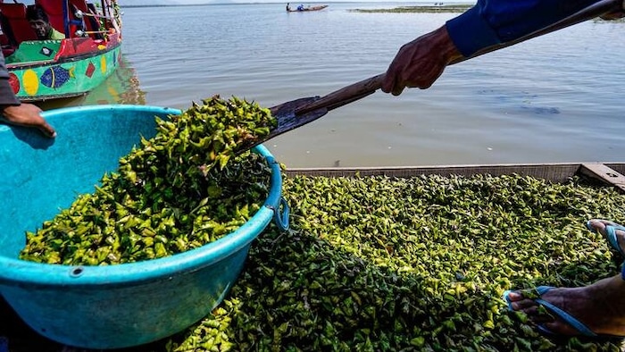 सिंघाड़े की खेती (सांकेतिक तस्वीर)