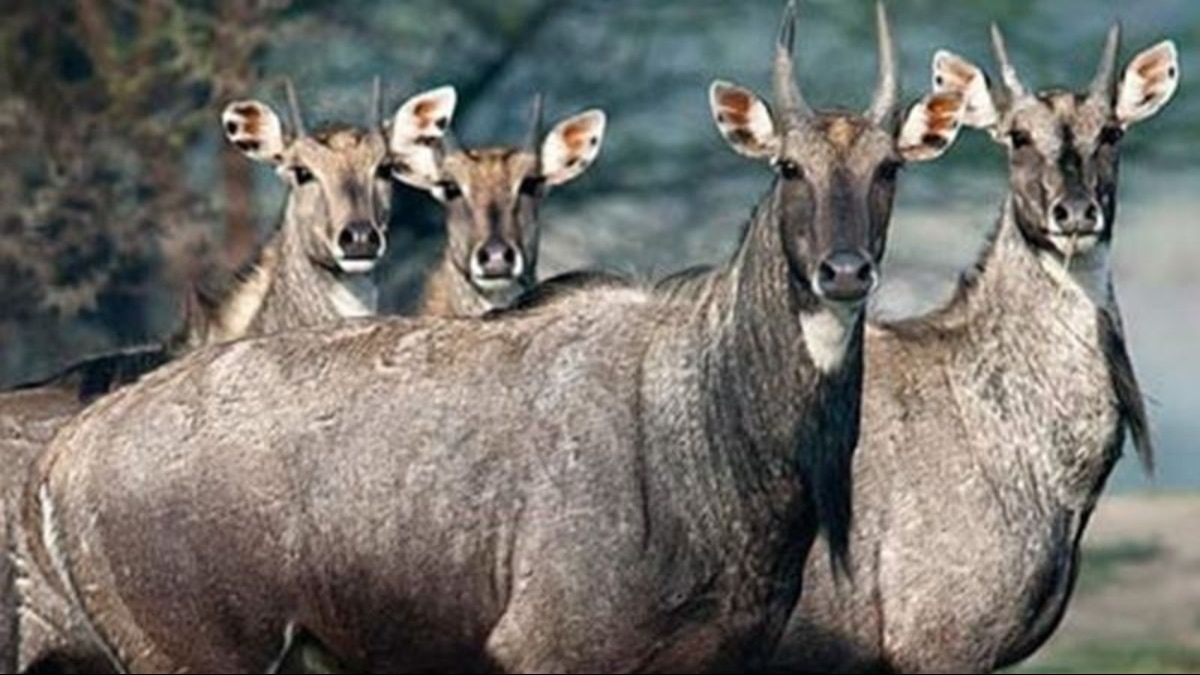 नीलगायों को भगाने के लिए मार्केट में आई ये सोलर मशीन, बैटरी से होती है चार्ज