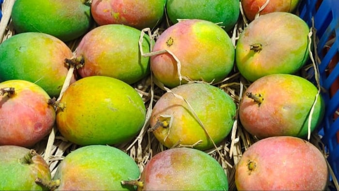 जानिए मुंबई की मंडी में आम का क्या भाव मिल रहा है