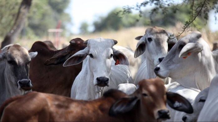 गाय-भैंसों की होगी होम डिलीवरी