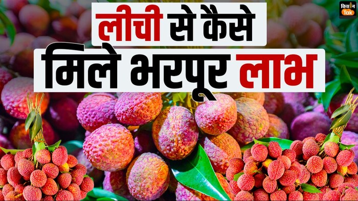 लीची की खेती से किसानों को बंपर कमाई