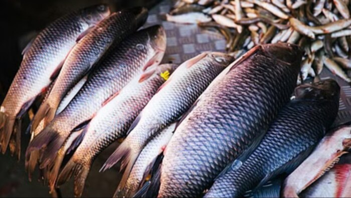 जानें किस मछली का करें पालन