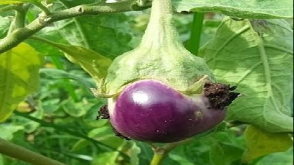 बैंगन की फसल का दुश्मन है यह कीट, फेरोमोन ट्रैप की मदद से होगा बचाव बैंगन की फसल का दुश्मन है यह कीट, फेरोमोन ट्रैप की मदद से होगा बचाव