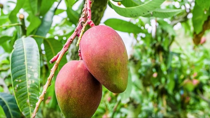 फायदे का सौदा साबित हुई आम की खेती.