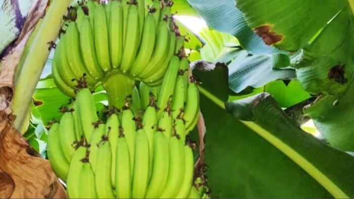 किसानों को केले का नहीं मिल रहा है उचित दाम