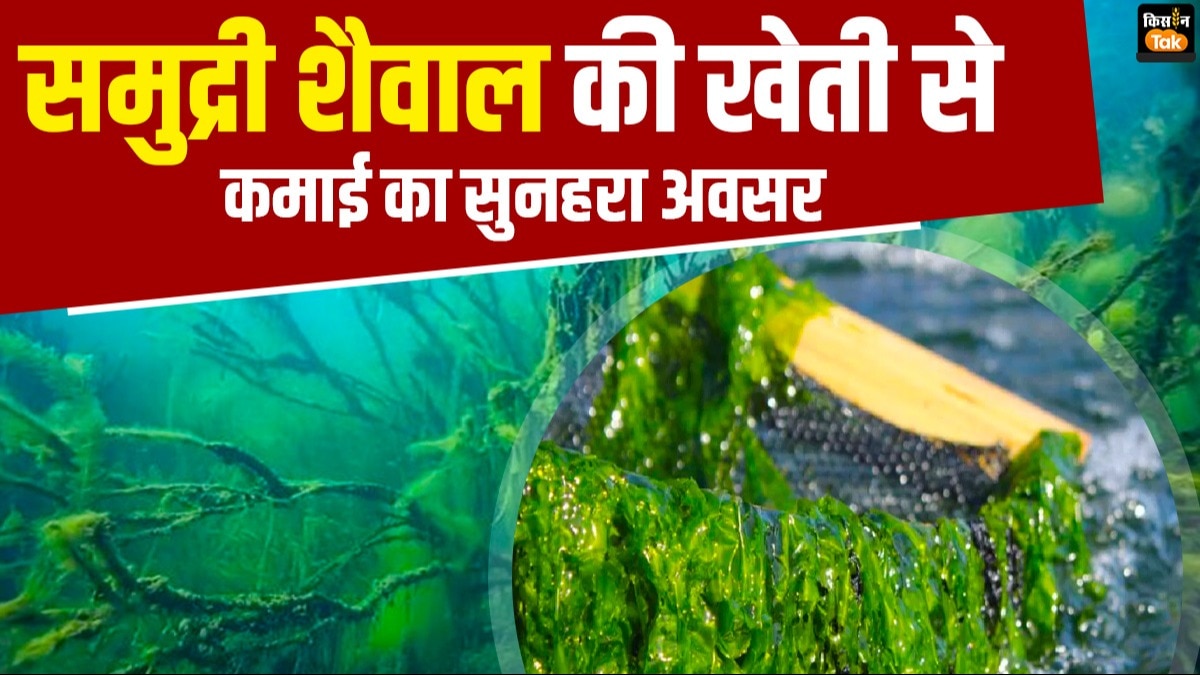 बंपर कमाई का जरिया बना समुद्री शैवाल, हेल्थकेयर से लेकर खाद में बढ़ा इस्तेमाल