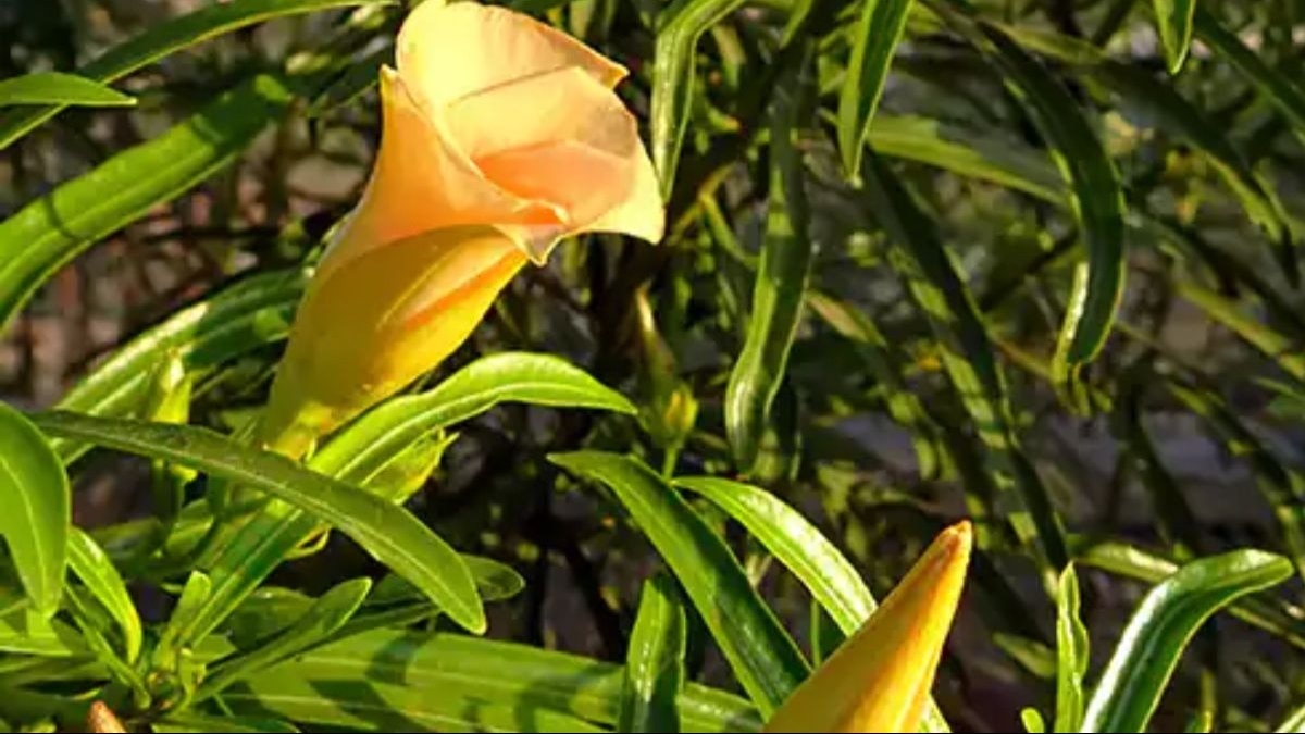 जानिए कनेर फूल के उपयोग के बारे में