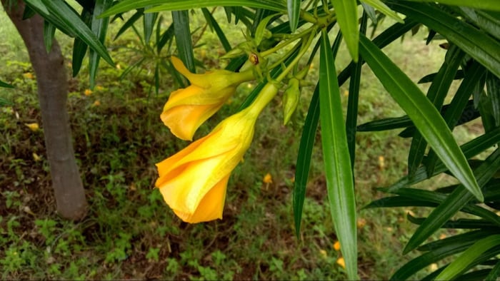 जानिए कनेर फूल के बारे में