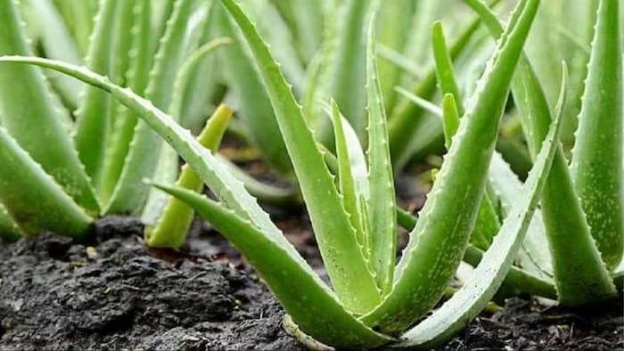Disadvantages of aloe vera