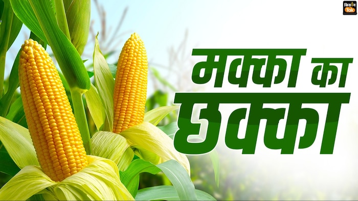 मक्का की खेती फायदे का सौदा बनते हुए दिख रही है