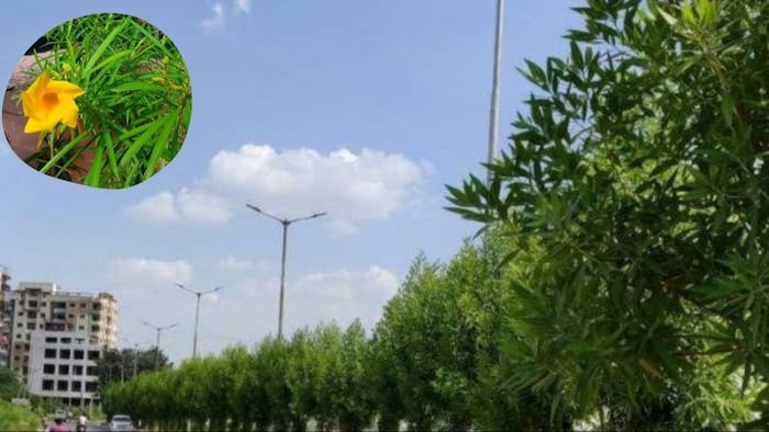 सड़कों के बीच क्यों लगाए जाते हैं पौधे?