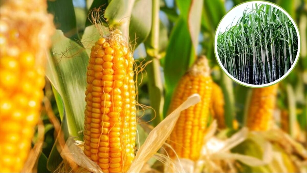 मक्के और गन्ने की खेती पर सरकार दे रही सब्सिडी