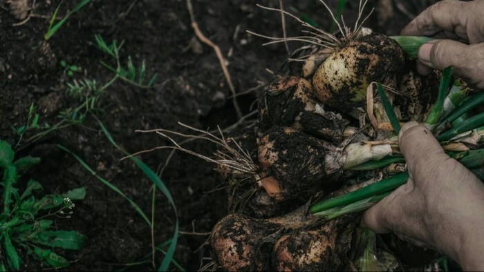 महाराष्ट्र और मध्य प्रदेश समेत कई राज्यों में प्याज की खेती होती है