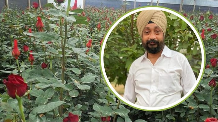 गुलाब की खेती