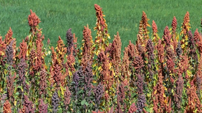 किनोवा की खेती से किसान कमा रहे लाखों