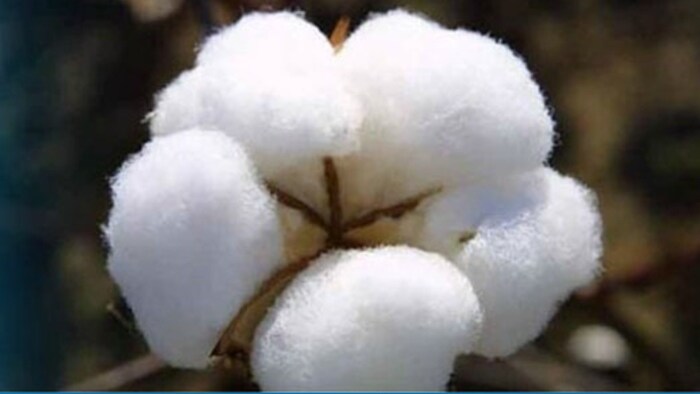 जानिए कपास का मंडी भाव