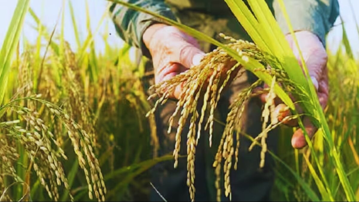 Paddy Farming: धान की ये नई किस्म खारी मिट्टी में पैदावार के रिकॉर्ड तोड़ेगी, वैज्ञानिकों ने ये वजह बताई