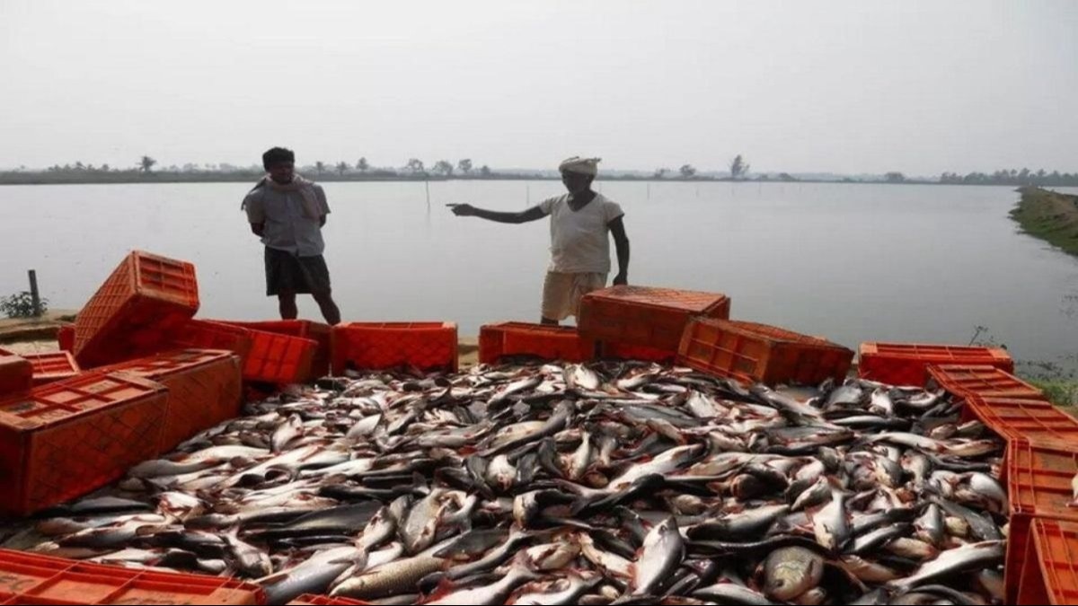 Fish Farming: मछली पालन करने के लिए लाखों रुपये दे रही सरकार, जानें कैसे उठाएं इस योजना का लाभ