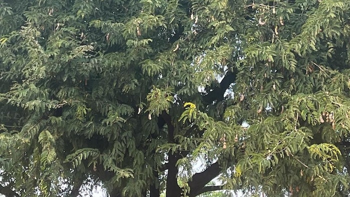 इमली का पेड़