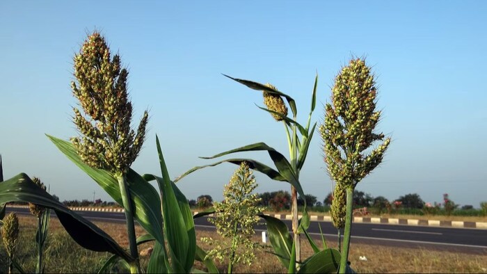 ज्वार के रेट में गिरावट. (सांकेतिक फोटो)