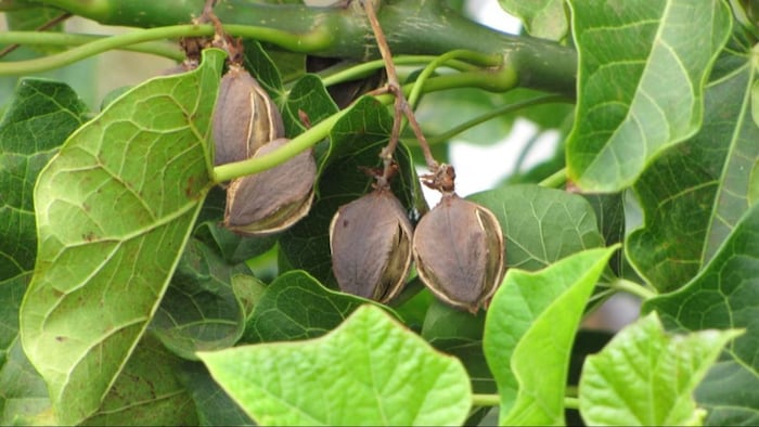 बीमारियों का काल है यह पौधा