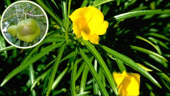 बच्चों से दूर रखें कनेर का बीज