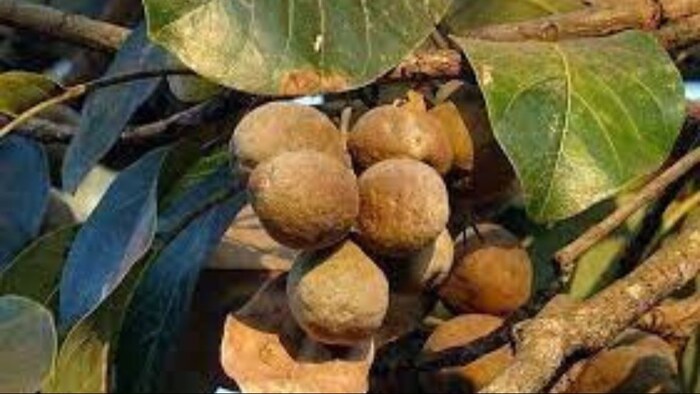 बहेड़ा कई असाध्य रोगों के लिए है रामबाण. (सांकेतिक फोटो)