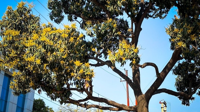 आम की खेती