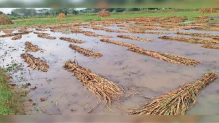 तेलंगाना में बारिश से फसल को पहुंचा नुकसान. (सांकेतिक फोटो)