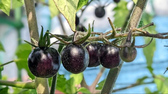 काले टमाटर की खेती में है बंपर कमाई. ( सांकेतिक फोटो)