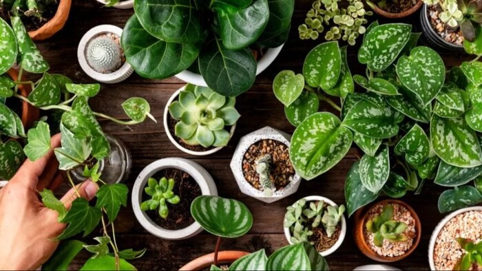 एयर प्यूरीफायर