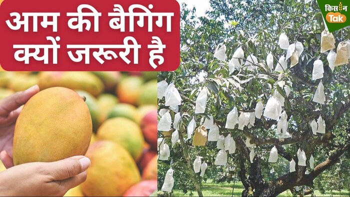 CISH देती है आम बैगिंग की ट्रेनिंग.