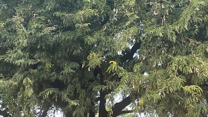 किसानों को इमली का मिल रहा हैं अच्छा दाम