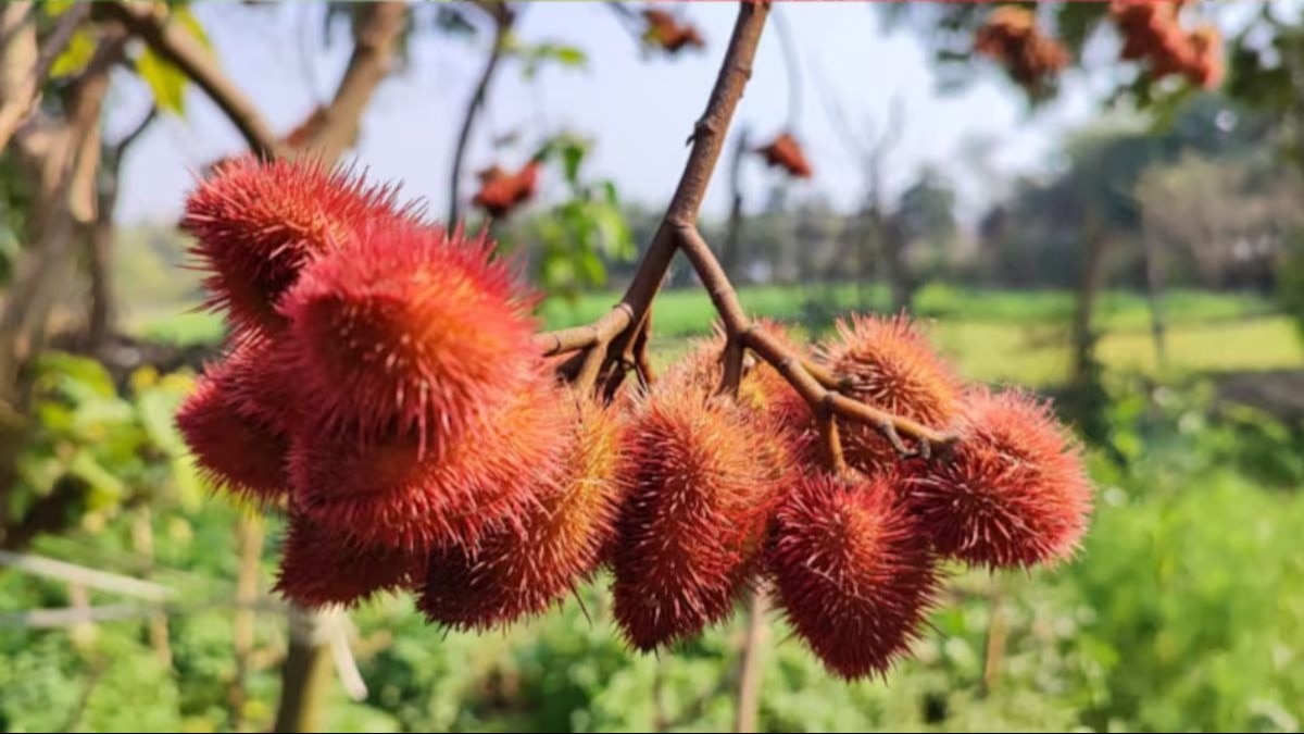 कितने में बिकते हैं लिपस्टिक के बीज? इसकी खेती से लाखों में हो सकती है कमाई कितने में बिकते हैं लिपस्टिक के बीज? इसकी खेती से लाखों में हो सकती है कमाई