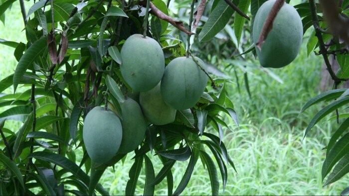 आम की फलन अवस्था