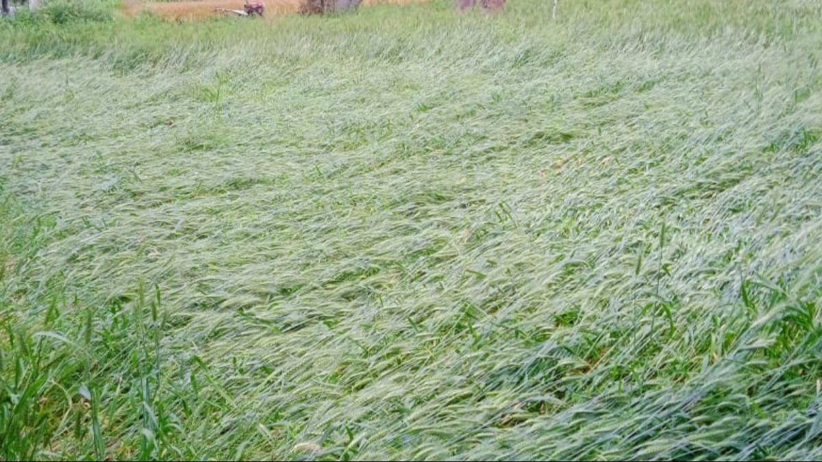 Bihar Weather News: होली से पहले बारिश ने किसानों की बढ़ाई चिंता,जहानाबाद में ओलावृष्टि से फसलों को नुकसान 