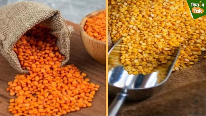 अरहर और मसूर दाल की सरकारी खरीद जारी.