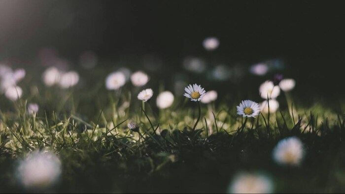 क्या खत्म होता जा रहा है बसंत ऋतु का मौसम?