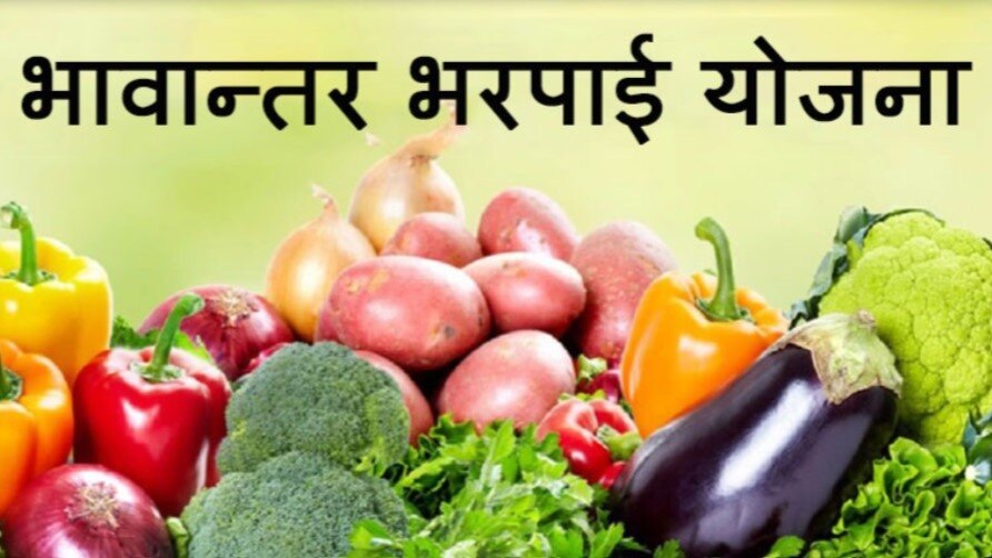 भावांतर योजना में सामने आई बड़ी धांधली, फर्जी जानकारी देकर किसानों ने उठा लिया बाजरे का पैसा