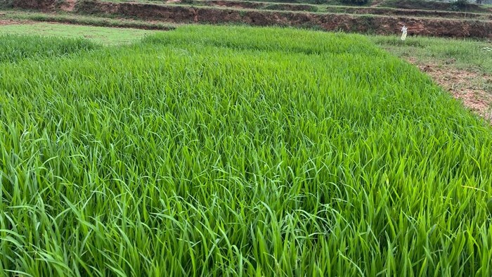 धान की खेती (फाइल फोटो)