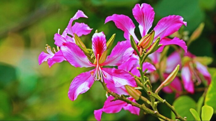 आयुर्वेदिक डॉक्टरों की फेवरेट जड़ी-बूटी वाली फूल