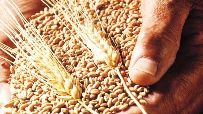 तीन वैश्विक एजेंसियों ने गेहूं उत्पादन अनुमान आंकड़े जारी किए.