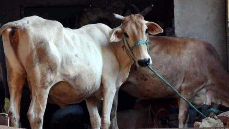 अब AI से होगी पशुओं के स्वास्थ्य की निगरानी, दूध उत्पादन बढ़ाने में मिलेगी मदद