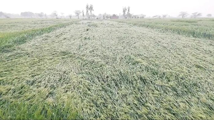 तेलंगाना में फसलें बर्बाद. (सांकेतिक फोटो)