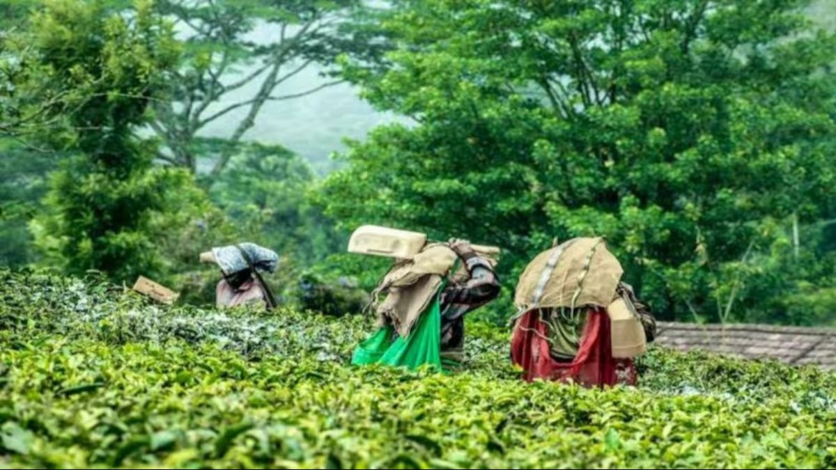 असम में चाय का उत्पादन होगा प्रभावित. (सांकेतिक फोटो)