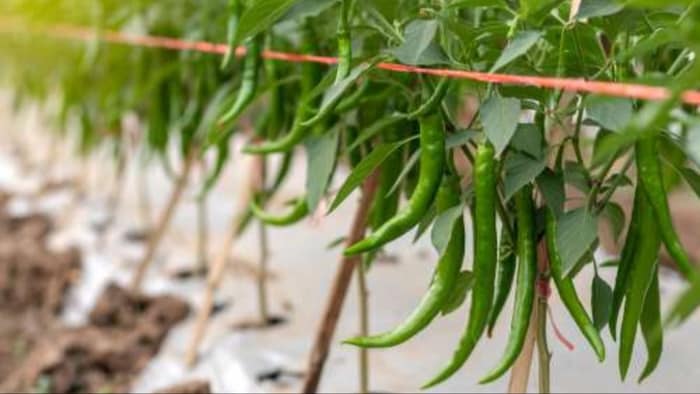 मिर्च की हाइब्रिड किस्म